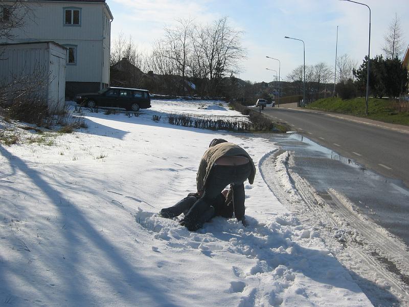 mars 2008 189.jpg - Fredrik kyler ner moa i snön.